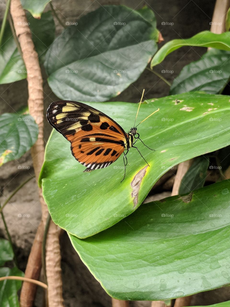 Butterfly at St. Louis Zoo.