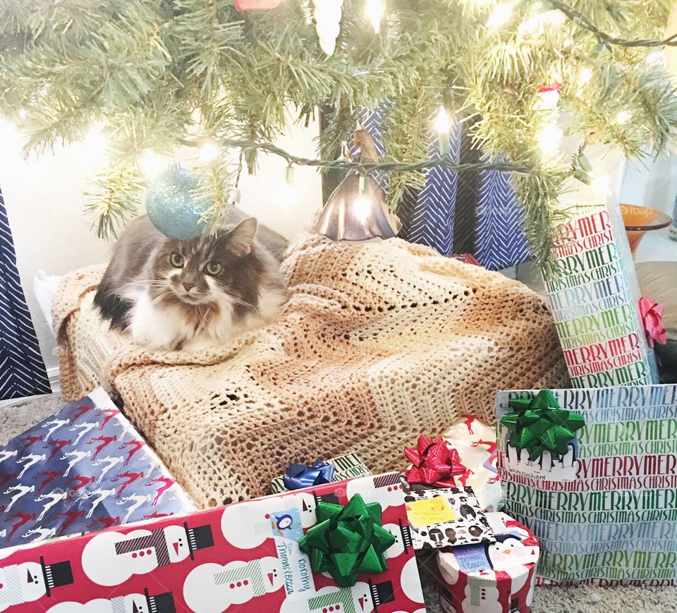 Cat under the Christmas tree 