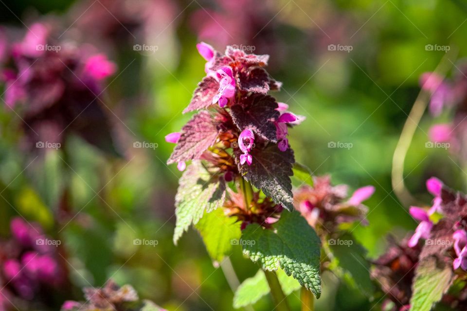 Salvia plant