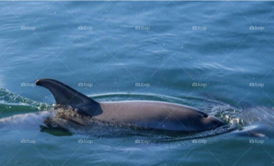 Dolphin playing by boat