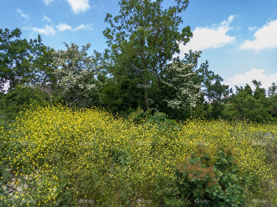 Blooming forest. Beauty in nature.