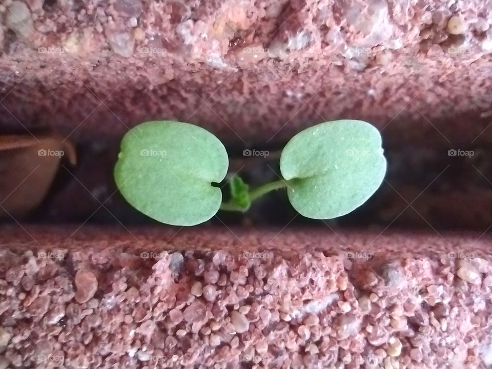 Unfiltered, beautiful, lovely, close-up of a little plant between bricks in the Spring