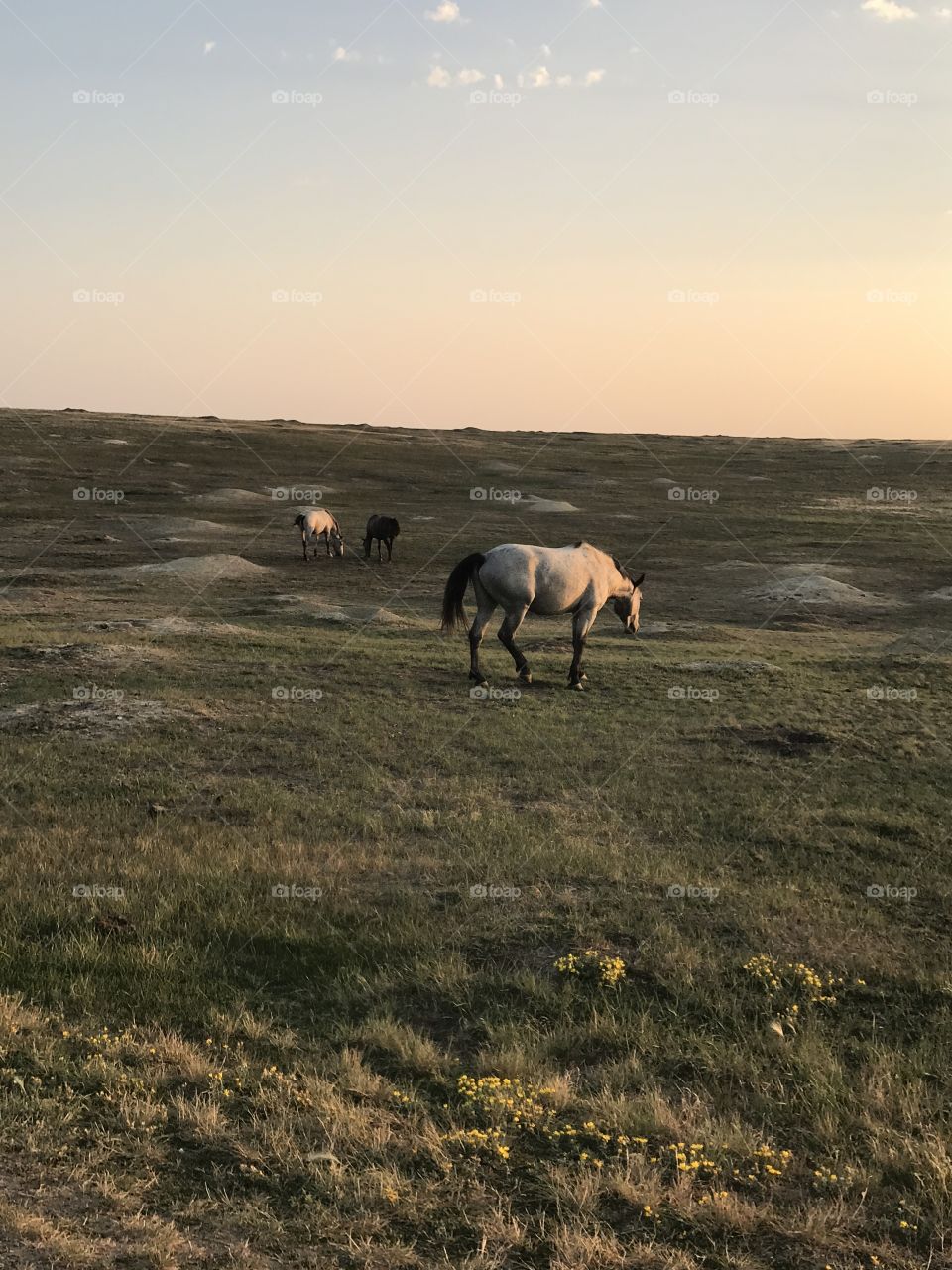 Wild horses sunrise