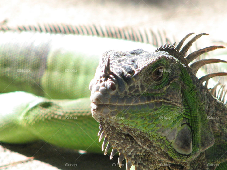 Iguana 