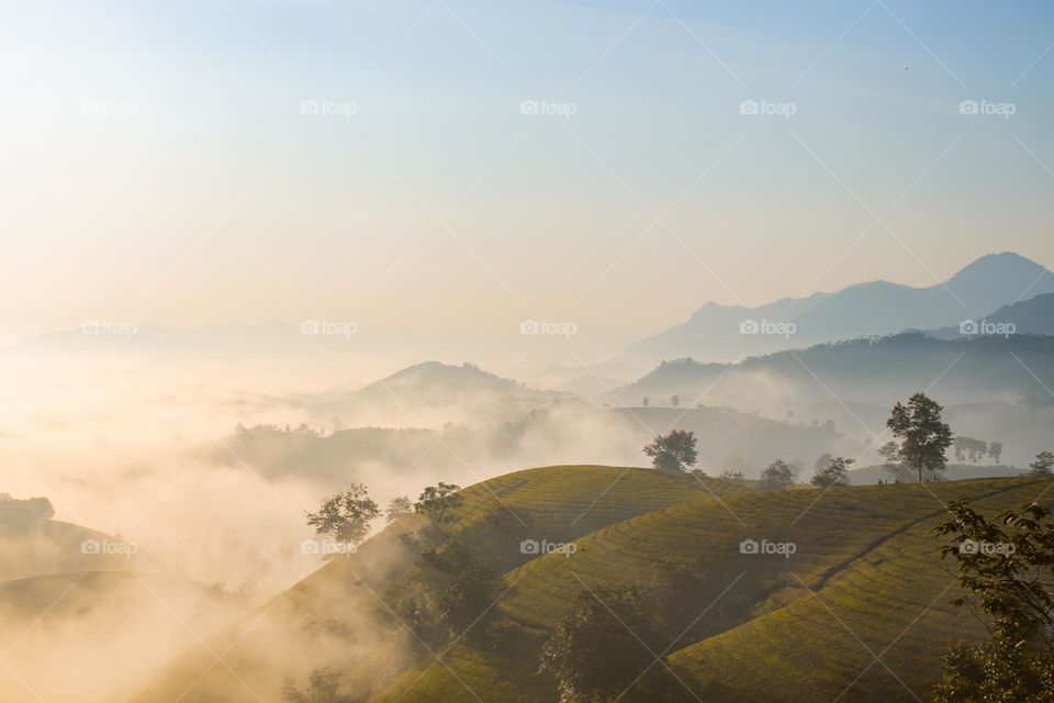 Tea hills at sunrise in northern Vietnam 