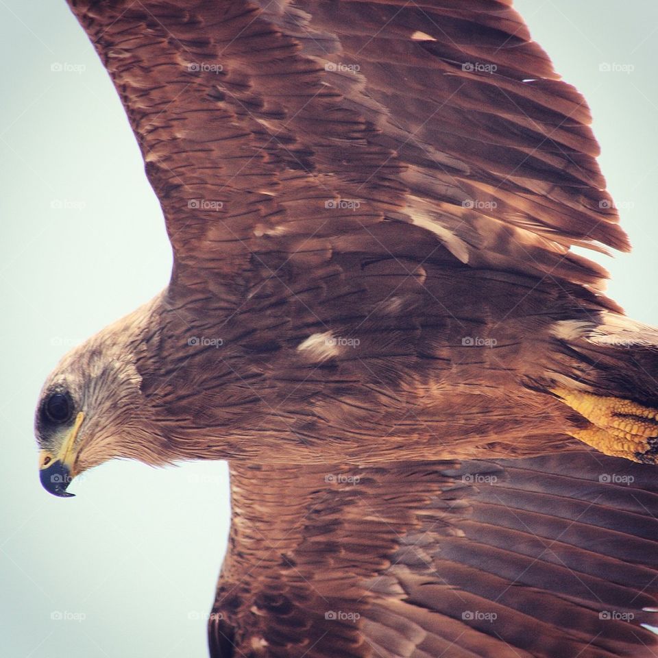 Rovfågel / Bird of prey