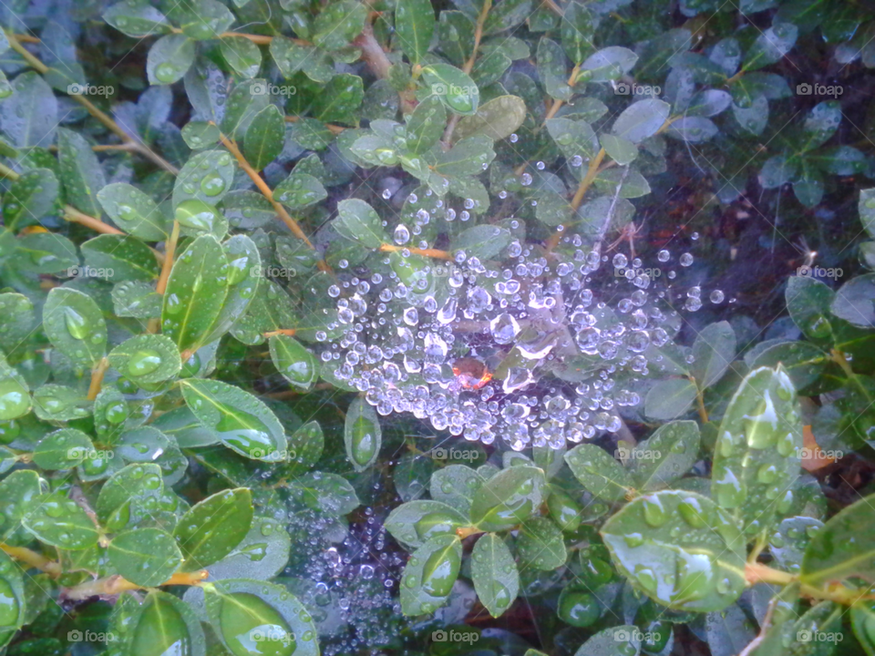 Trapped Morning Dew