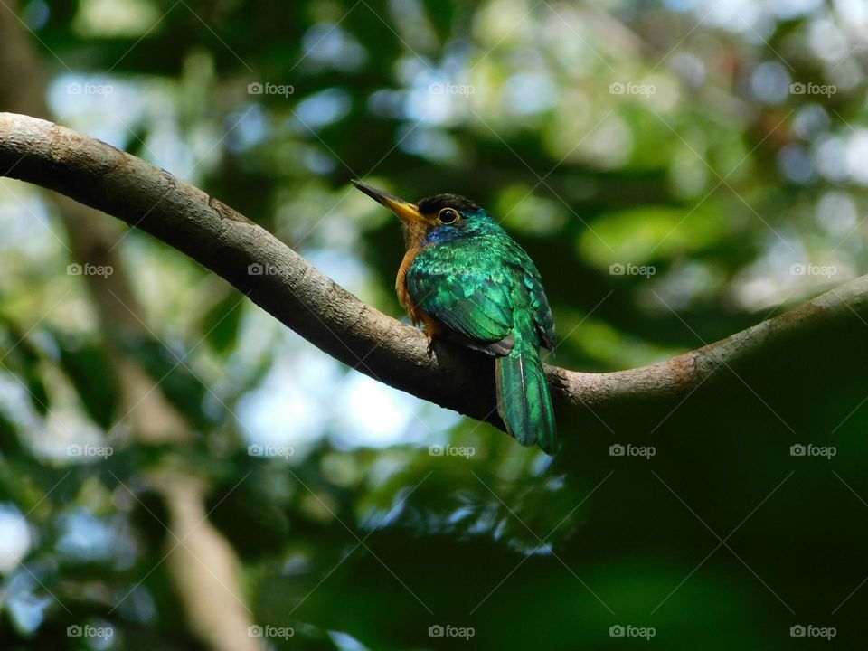 hummingbird on a tree branch 🎄