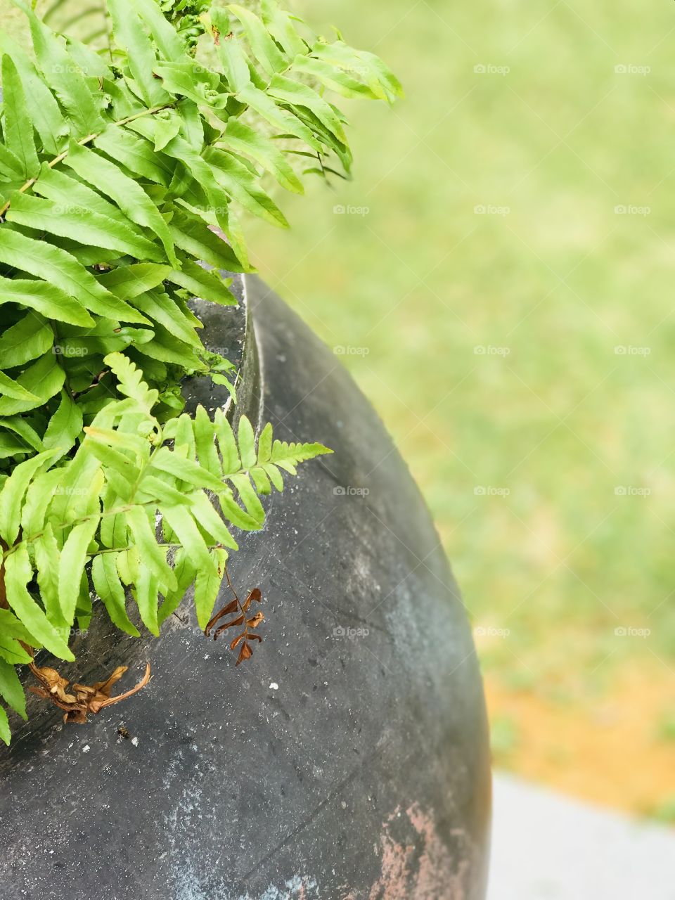 A pot with green leafs 