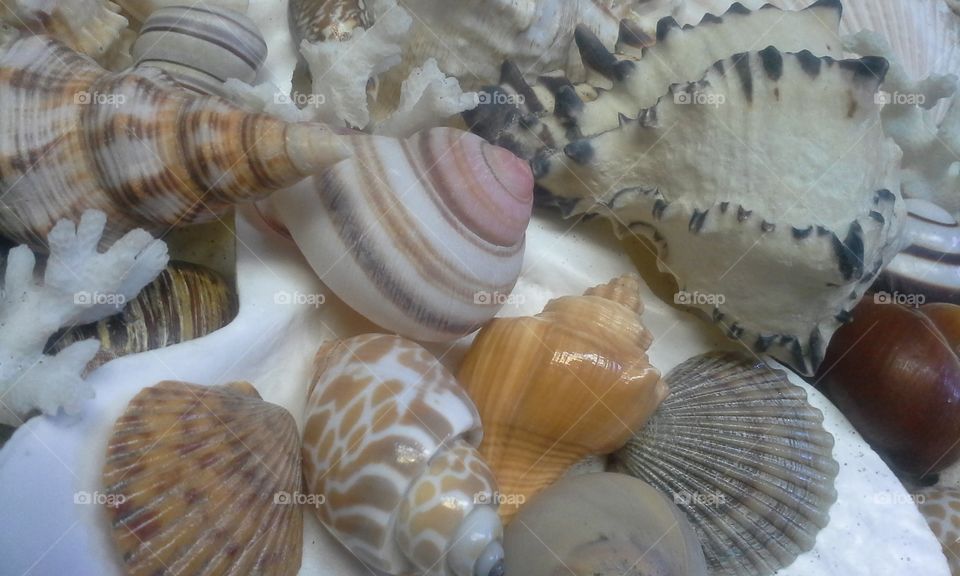 seashells and coral