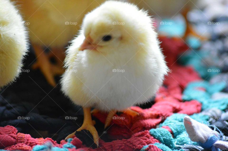 fluffy chick