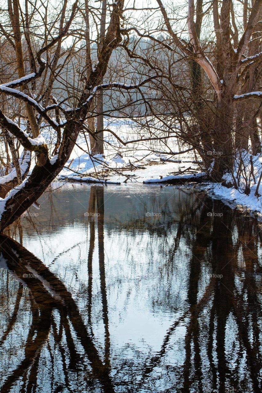 Trees reflected in river