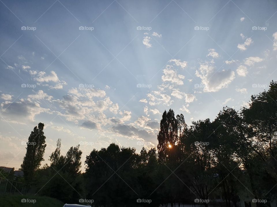 sunset view with trees and light