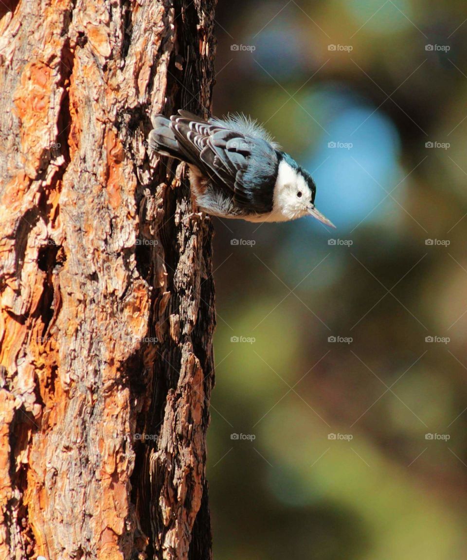 white- breasted nuthatch