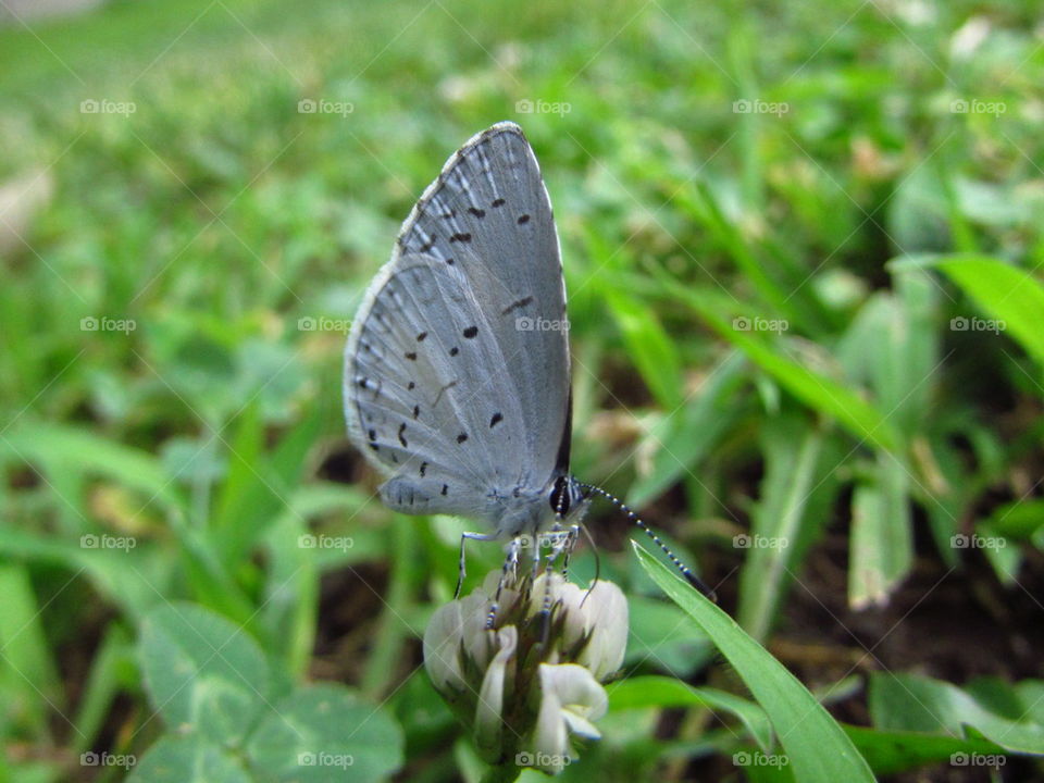 butterflies