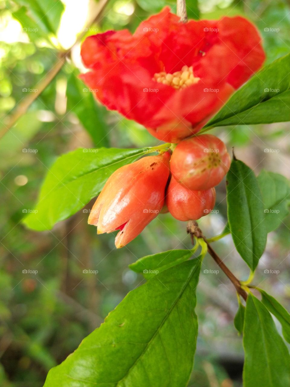 new flower in my garden