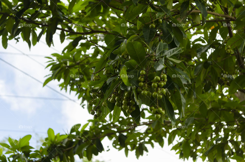 Hogberry Bunches On Tree