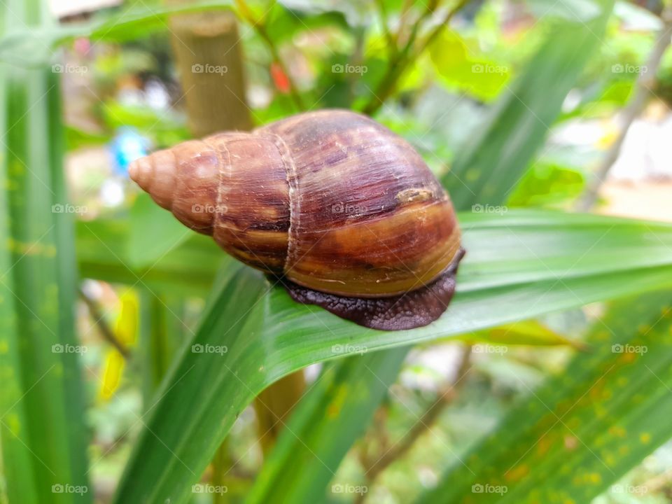 The snail on the leaf