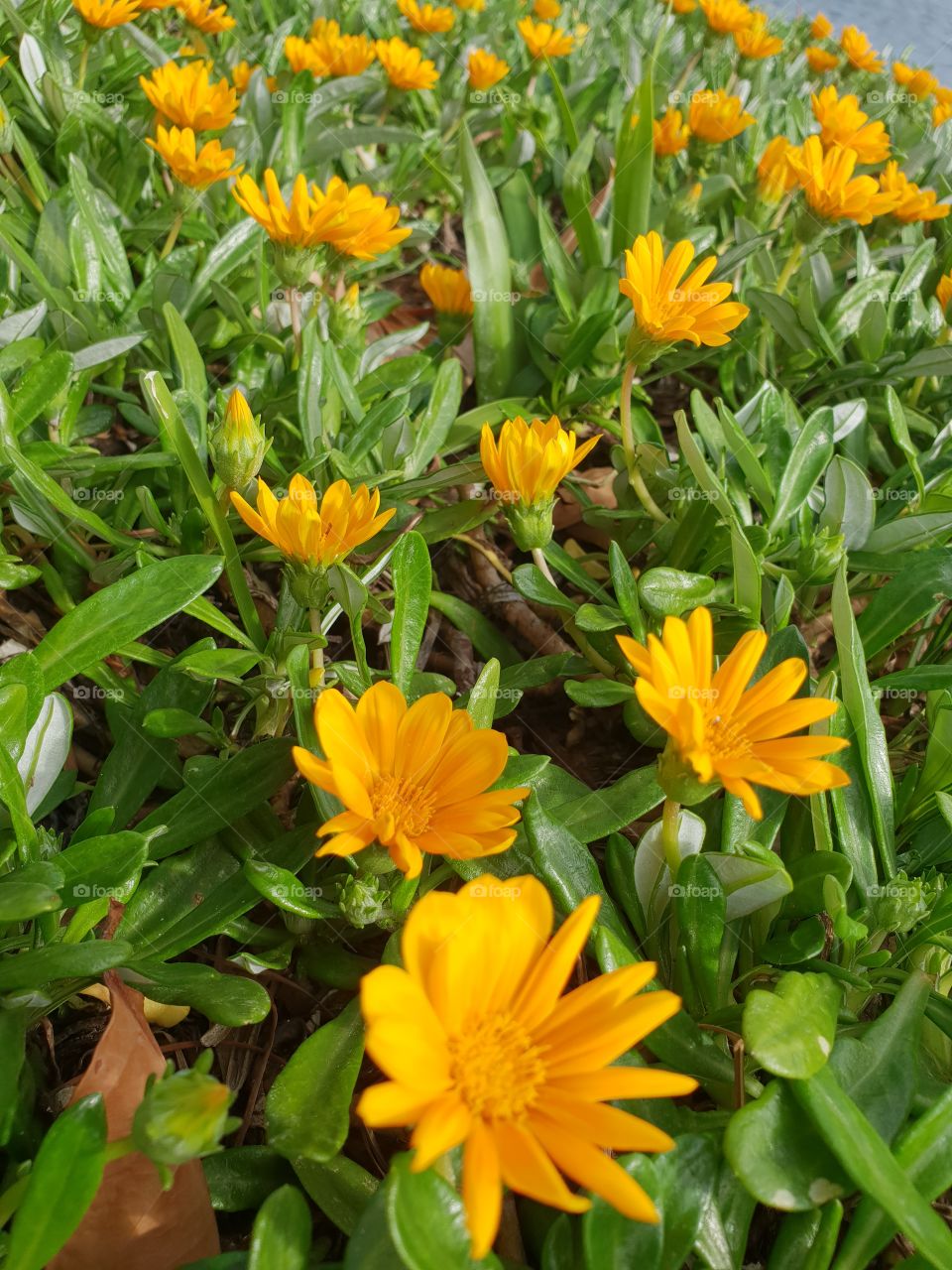 little yellow flowers