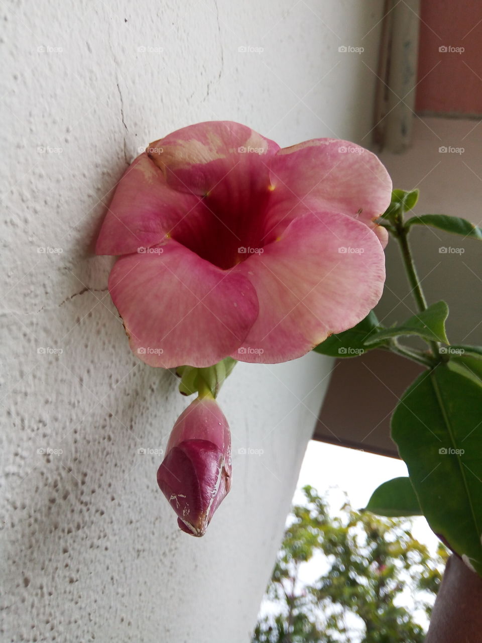 Flower, No Person, Nature, Leaf, Flora