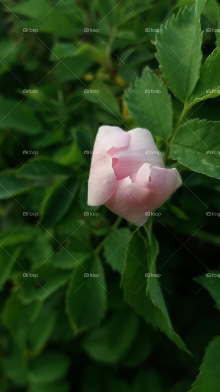 Wild rose bud