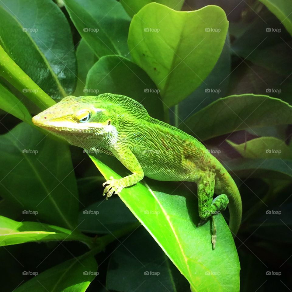 A green anole relaxing on a leaf. 