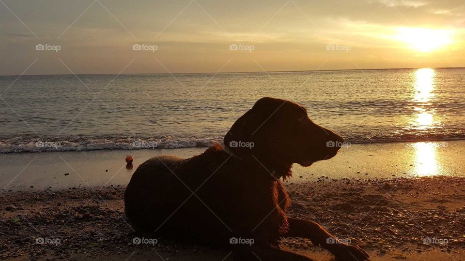 chocolate lab lounging on the beach at sunset