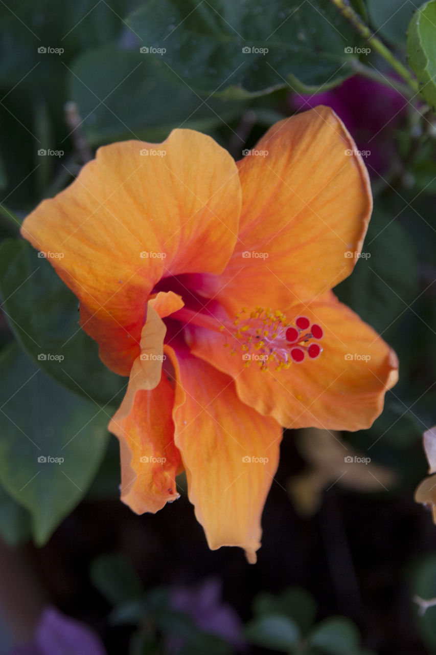 THE ORANGE FLOWER OF PATTAYA THAILAND