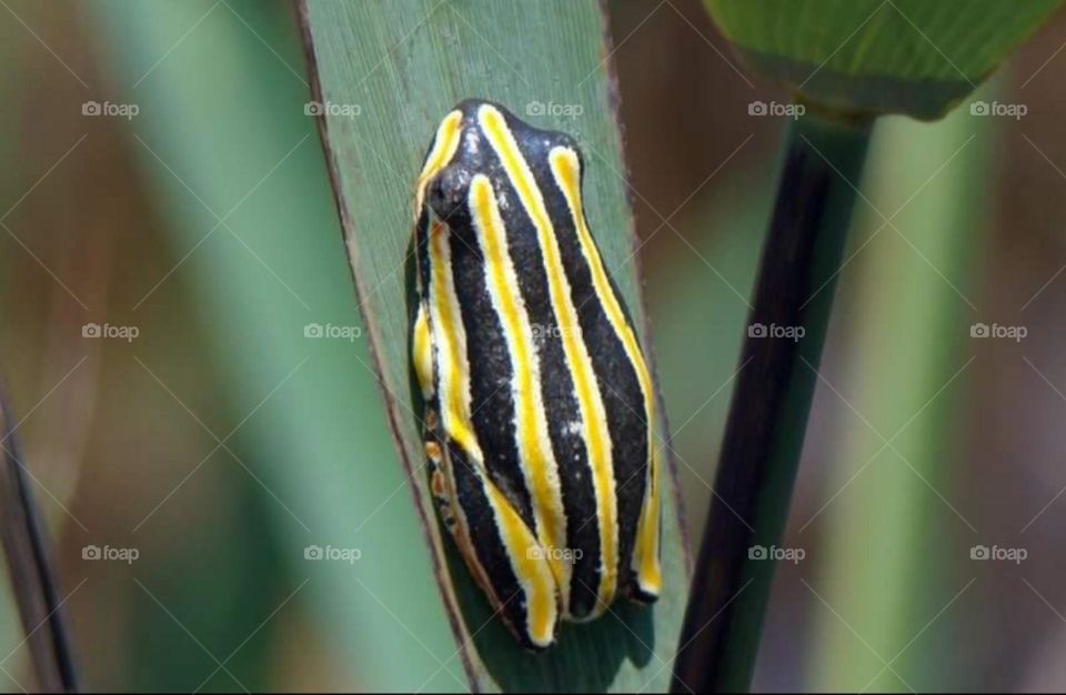 stripe frog