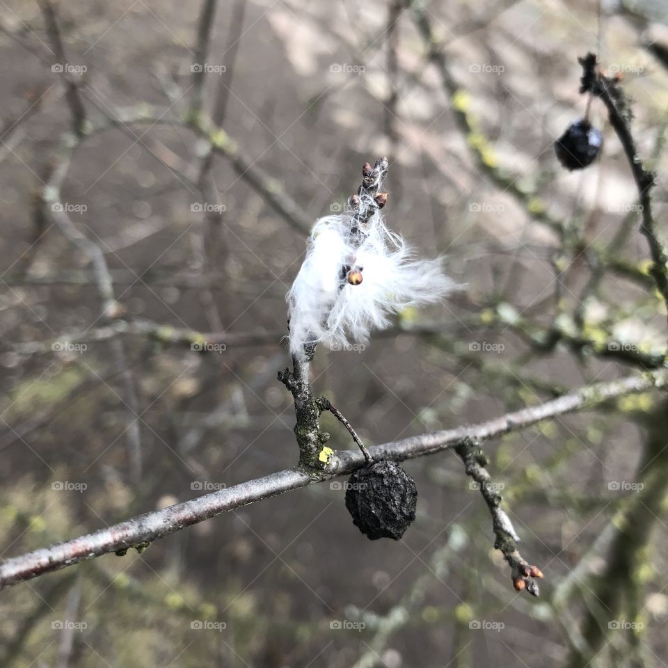 someone lost a fluff 