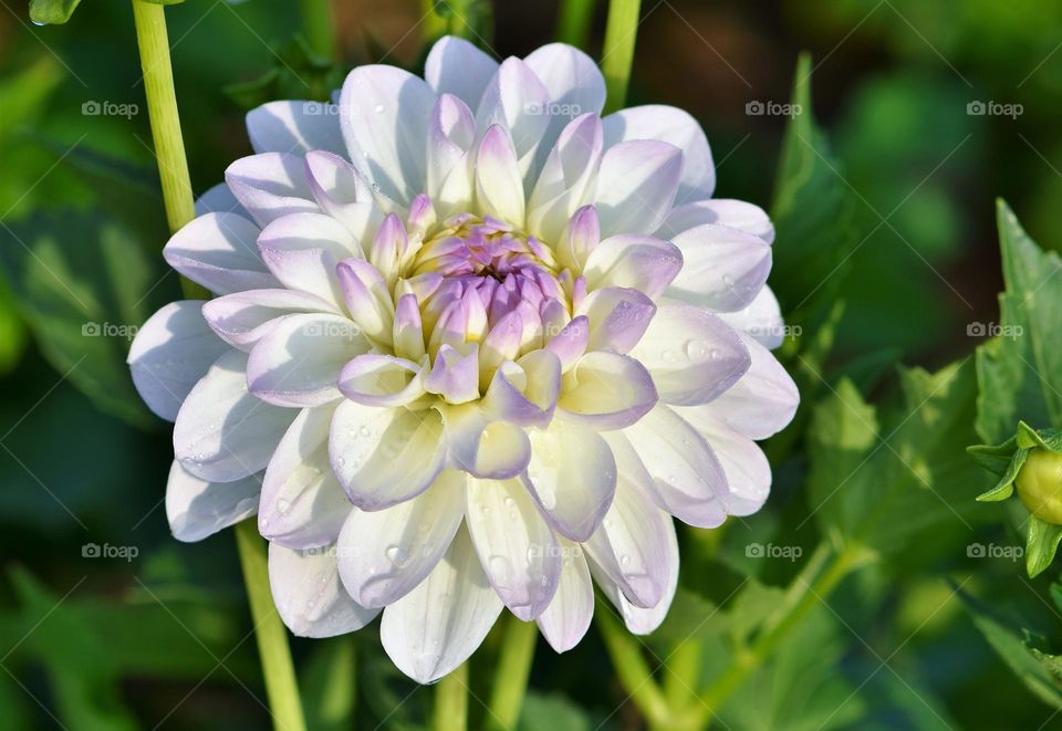 Beautiful flowers in bloom