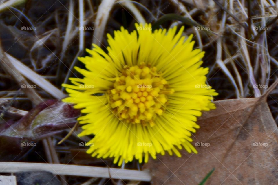 Yellow small flower called hestehov in Norway. Latin name is tussilago farfara 
