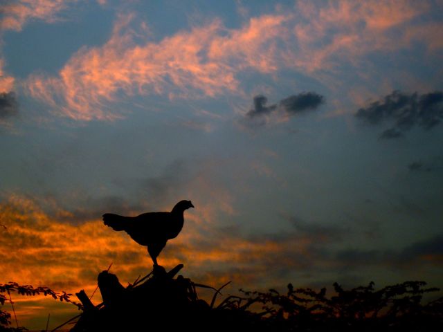 chicken