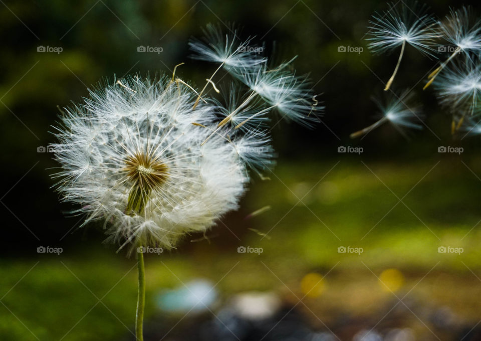 Beautiful act of nature of a dandelion fading with the wind