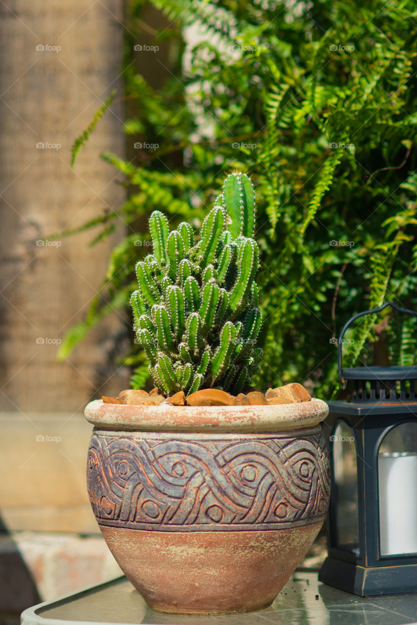 Fairy Take Castle Cactus in Terracotta Pot Outdoors 