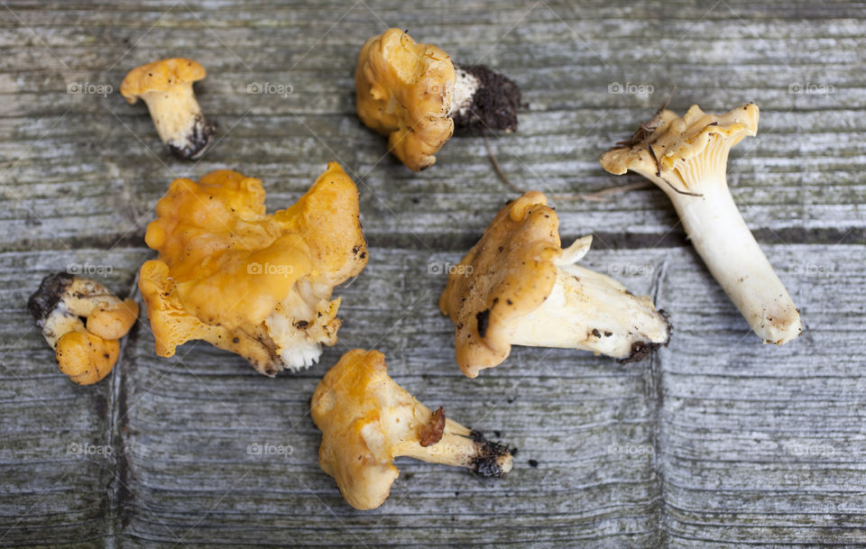 Close-up of chanterelle on wood