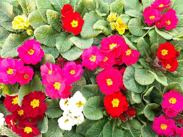 Los flores 