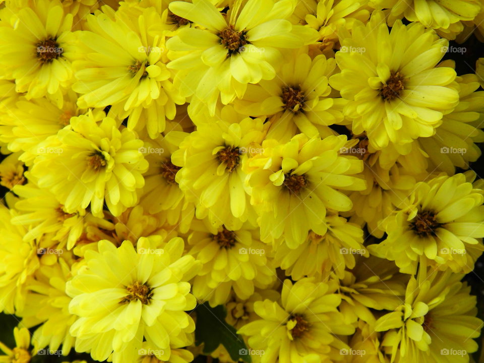 beautiful flower in the garden