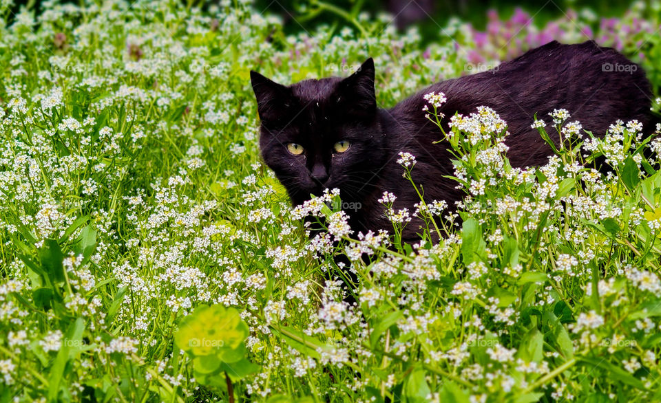 Black cat in the white flowers