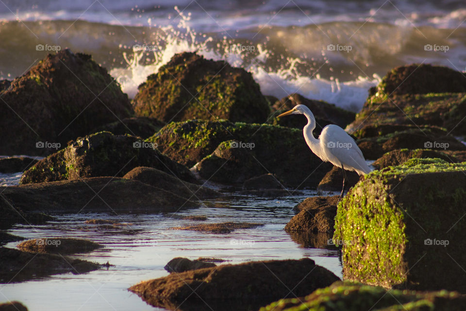 Crane bird on the beach