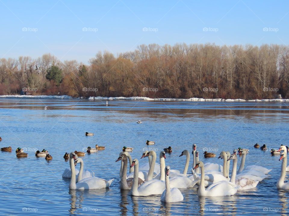 Birds on the river