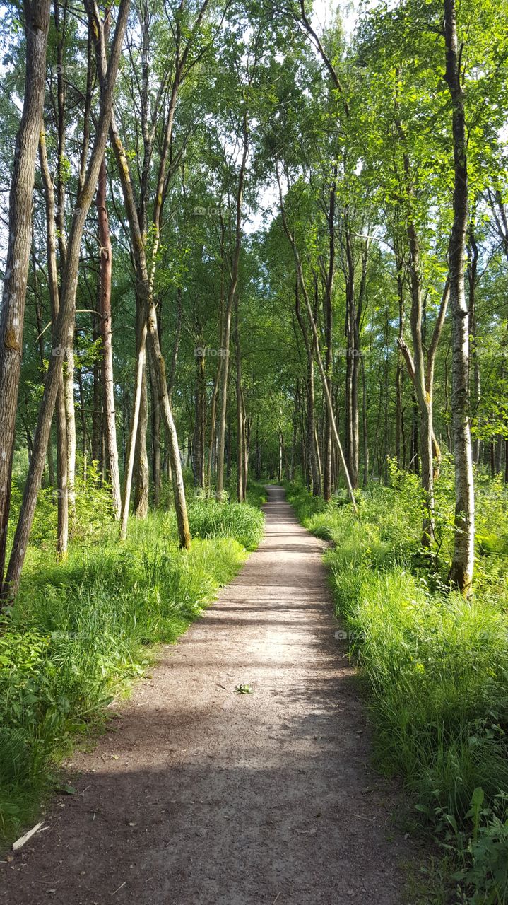 Path in the forest 