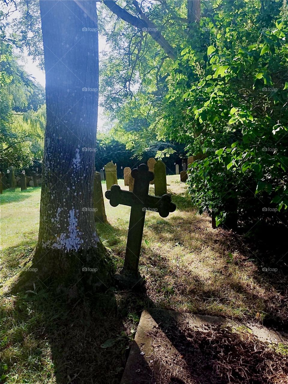 Stone crosses of varied sizes, some slightly askew make up the wild romantic cemetery of the parish church of “Altenkirchen”, the oldest on the island “Rügen” dating back to 1200 in “Western Pomerania”, Germany. 2024. Hypnotic Productions
