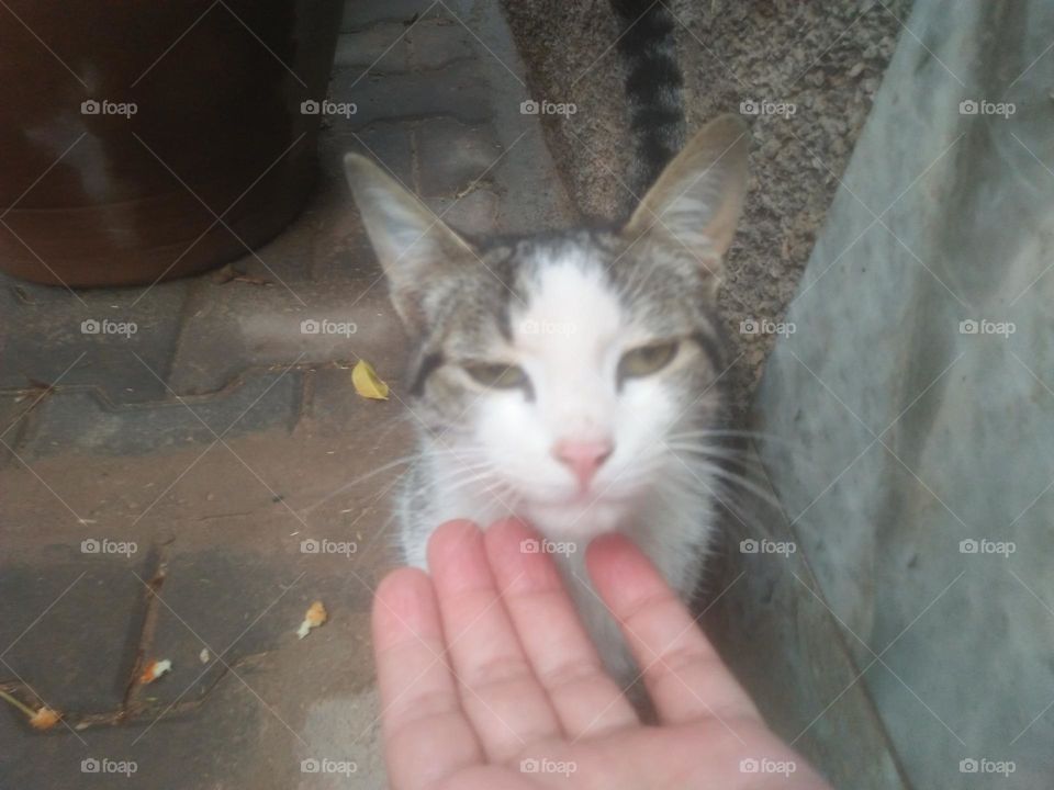 Beautiful cat looking at camera.