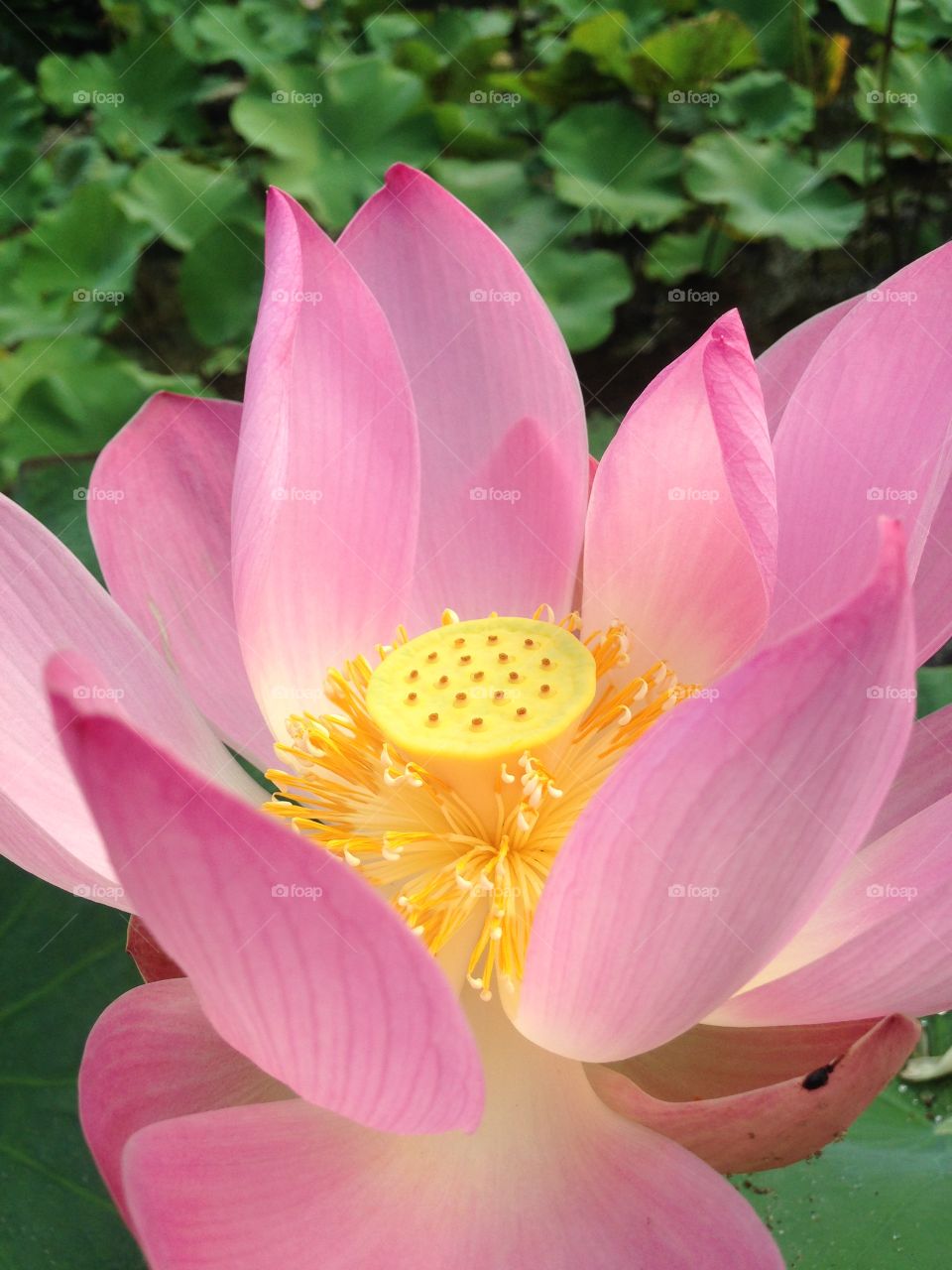 A lotus blossom in the morning
