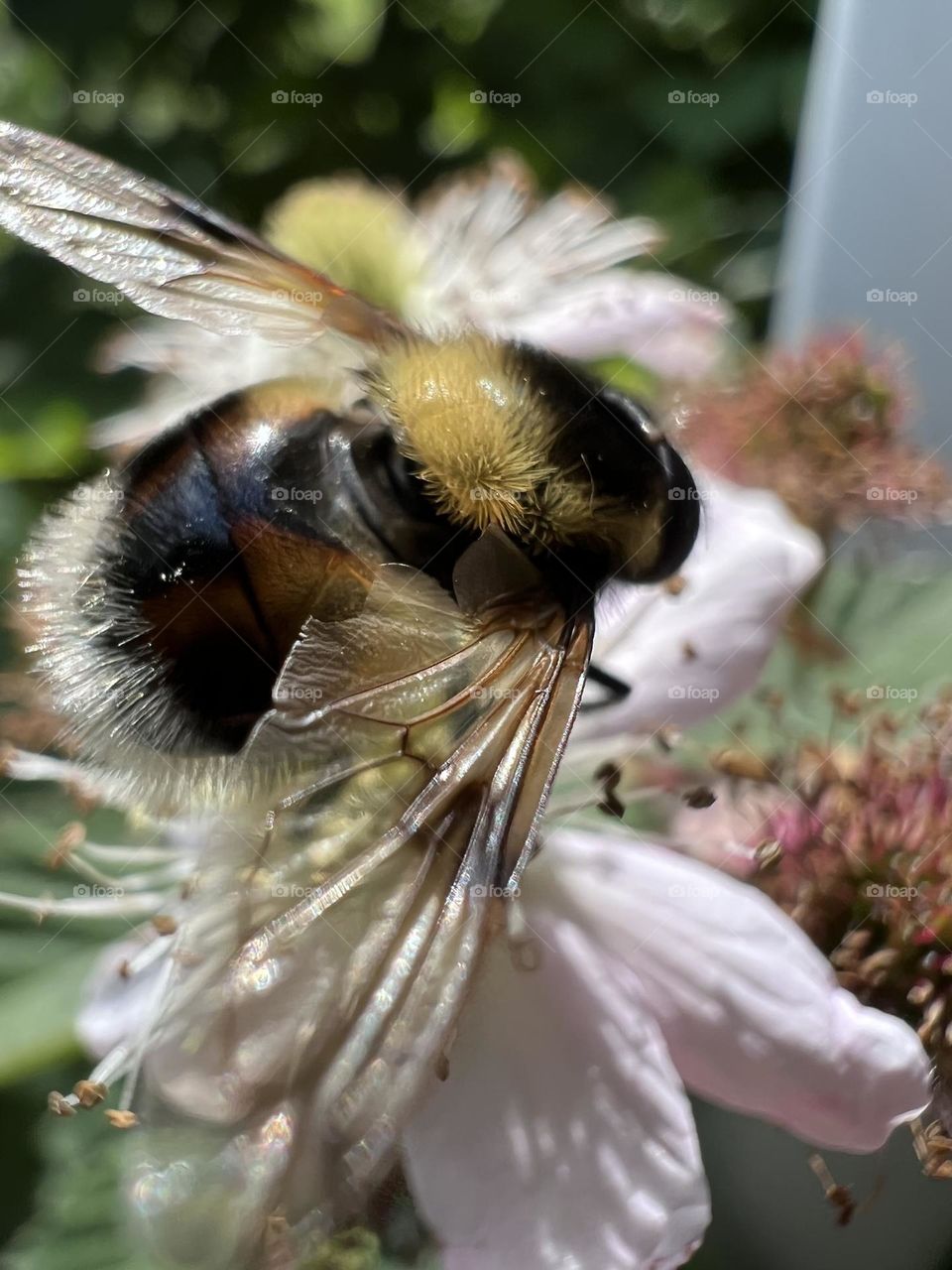 Bee