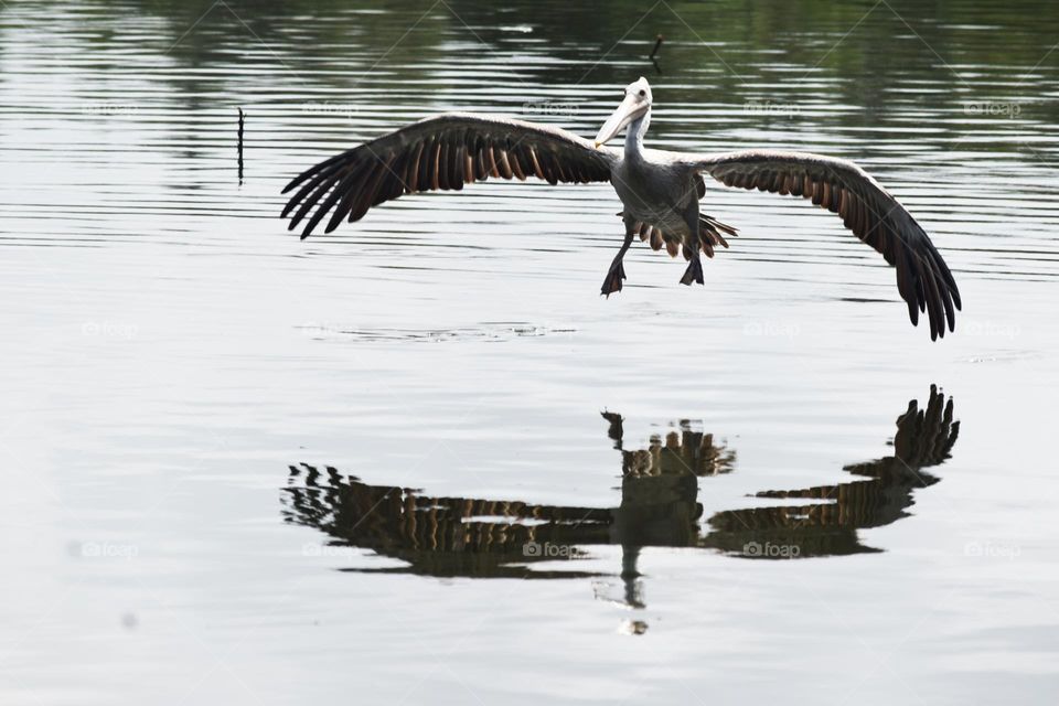 waterbird flying reflection  wonderfull view