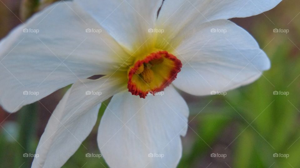 Spring flower white daffodil close-up