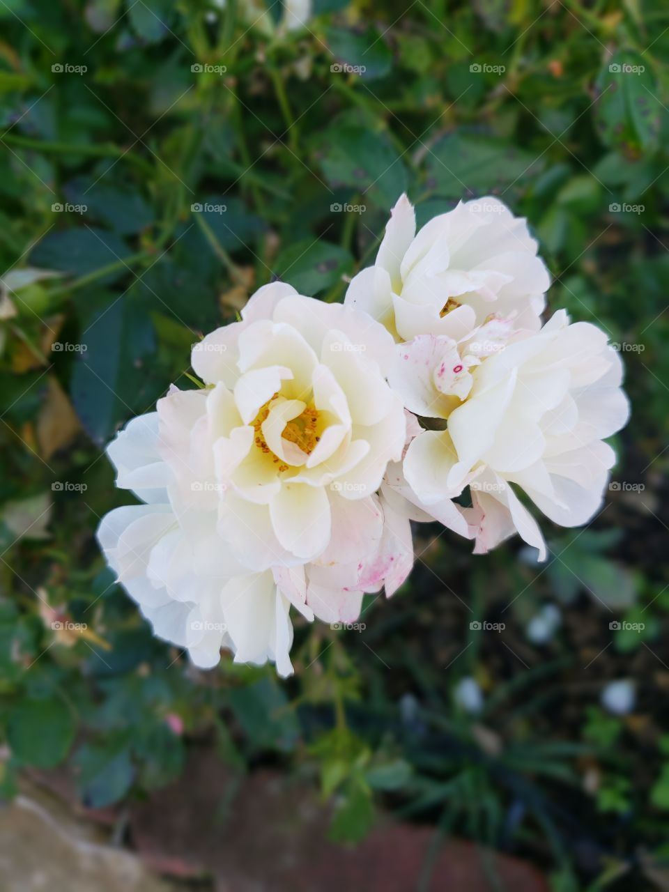 Roses in the fall. So pretty and delicate.