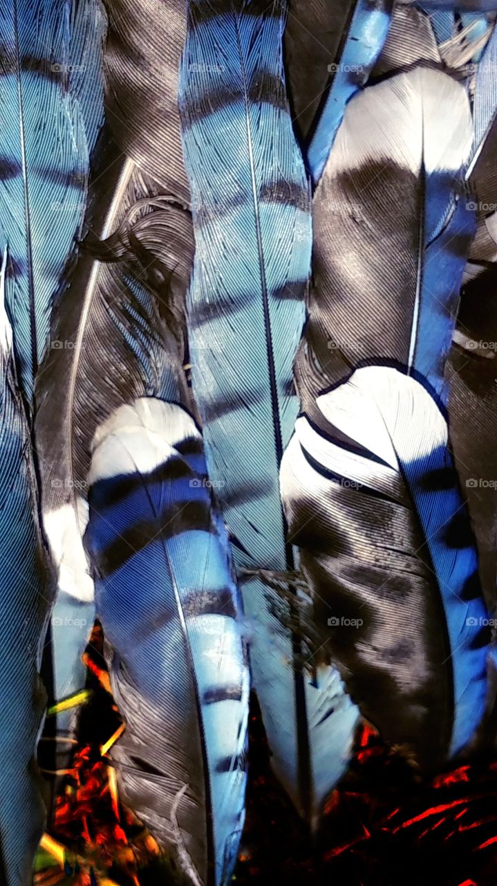 blue bird feathers.